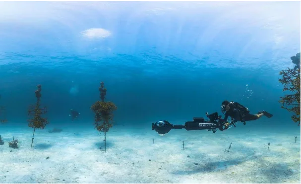 Seorang penyelam merekam struktur nursery karang di Florida Keys National Marine Sanctuary