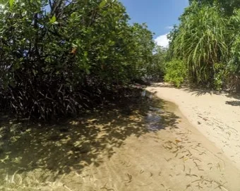 Hutan mangrove di sepanjang pesisir Papua Barat, Indonesia