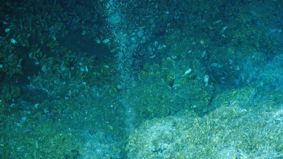 Gelembung gas metana naik dari dasar laut di Atlantic Margin Amerika Serikat